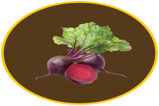 Beet Root